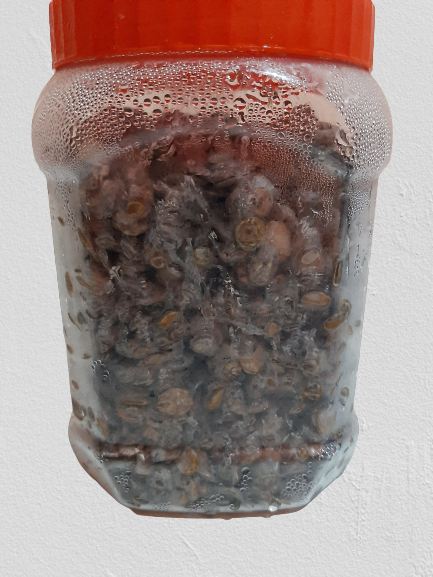 L FRESH LOCUST BEANS (IRU)