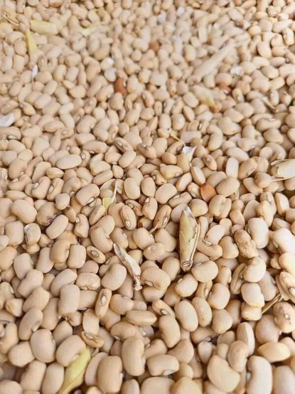 Handpicked Honey beans custard paint 2.7kg