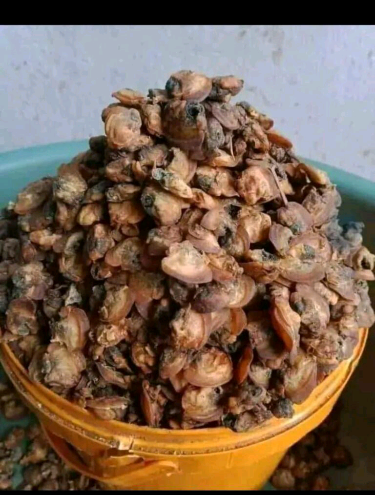 Dried Mgbe(Oyester)custard paint 3kg